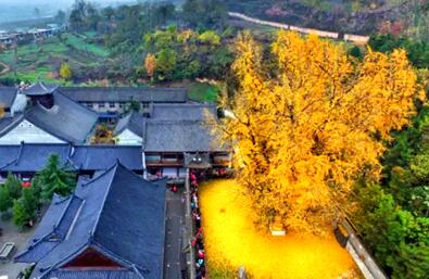 李世民在终南山栽了棵银杏树 美了1400年