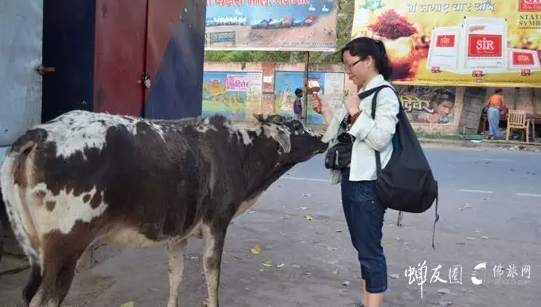 佛旅网印度朝圣之旅