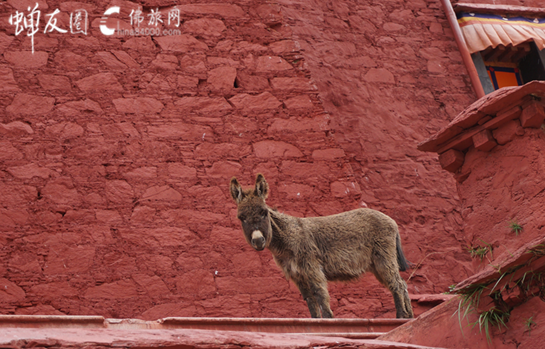 甘丹寺，红墙下的驴