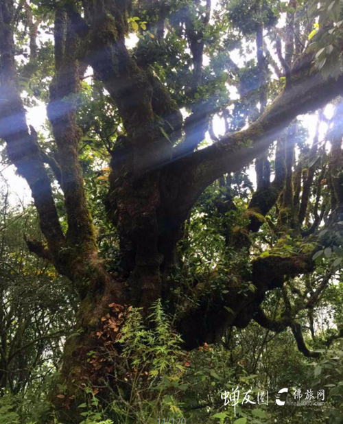 佛旅网鸡足山朝圣之旅