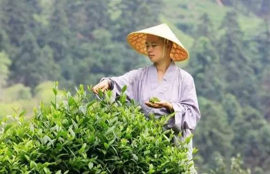 九华山的茶为何叫“佛茶”？背后竟有这样的因缘