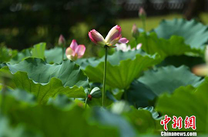广东云浮千年古寺国恩寺 再现并蒂莲花