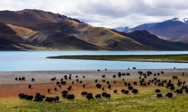羊卓雍措上的黑珍珠|蝉友圈西藏佛教旅游