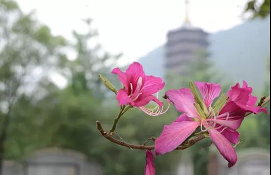 南华寺云门寺游学团费10元，蝉友圈佛旅网开启公益佛旅线路！