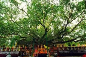 朝礼全世界最古老的菩提树—蝉友圈朝圣游学