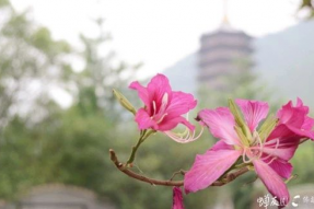 2020.1.18 巡礼六祖大师圣迹2天 瞻礼六祖真身舍利 参访禅宗祖庭 体验丛林生活 感悟山水禅意…