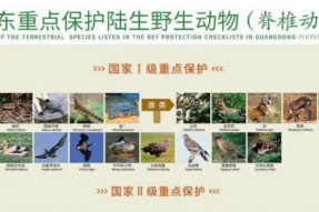 超900种野生动物不能吃！广东率先修法！