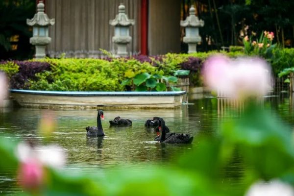 美丽寺院 | 峨眉山大佛禅院