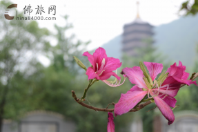 禅宗祖师圣迹：六祖手植荔枝树   六祖朝圣 六祖弘法地、涅槃地出生地、奉灵地、说法地、避难地、携祖衣住锡处