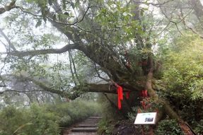 梵净山景点介绍：十月怀胎树-蝉友圈 佛旅网 佛教旅游 佛教圣地 佛旅领队 佛教导游