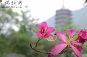 广东即日起恢复跨省团队旅游  附蝉友圈国旅最新排期