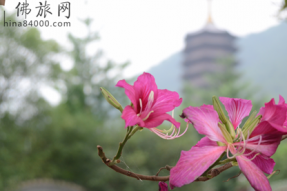 禅宗祖师圣迹国恩寺：六祖惠能旧居和圆寂之所  六祖圣迹  六祖朝圣 六祖弘法地、涅槃地出生地、奉灵地、说法地、避难地、携祖衣住锡处