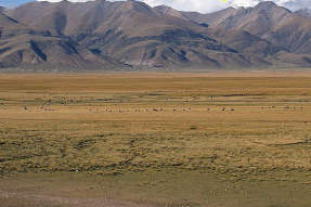 西藏线路：尼木草原  佛旅网 佛教旅游 佛教圣地 佛旅领队 佛教导游