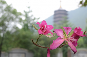 云门禅师与灵树如敏禅师    六祖圣迹  六祖朝圣 六祖弘法地、涅槃地出生地、奉灵地、说法地、避难地、携祖衣住锡处